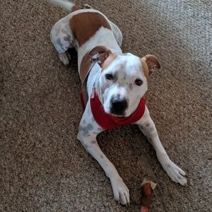 Meet your Posher, Allie